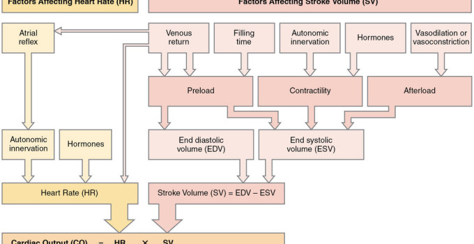 Cardiac Drugs