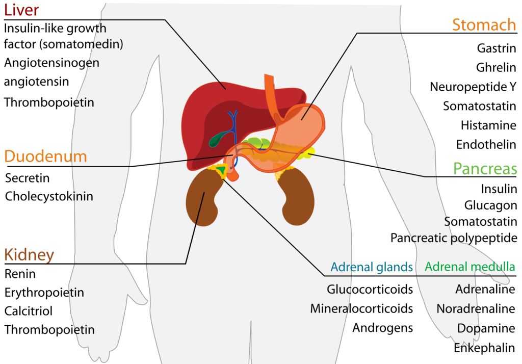 endocrine