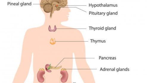 Pediatric Metabolic and Endocrine Review