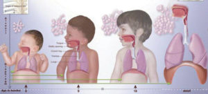 peds respiratory