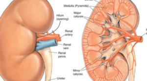 Peds NCLEX Renal / Urinary problems