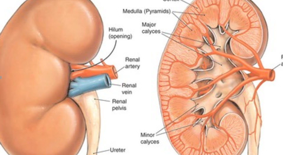 Peds NCLEX Renal / Urinary problems