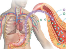 The Endocrine System