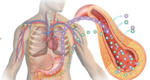 The Endocrine System