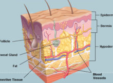 integumentary system