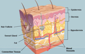 integumentary system
