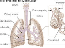 Respiratory NCLEX Diseases