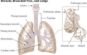 Respiratory NCLEX Diseases