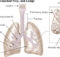 Respiratory NCLEX Diseases